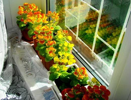 Calceolaria8