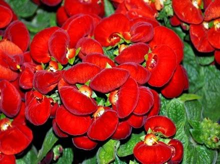 Calceolaria9