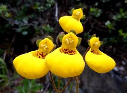 CalceolariaBiflora