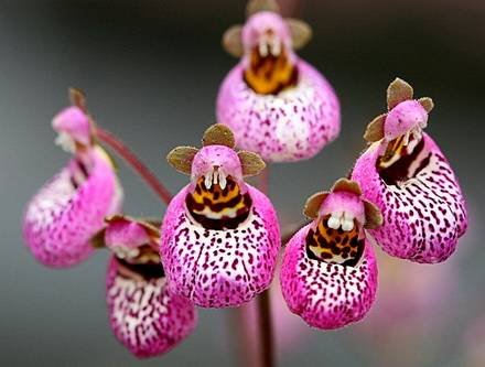CalceolariaCanna