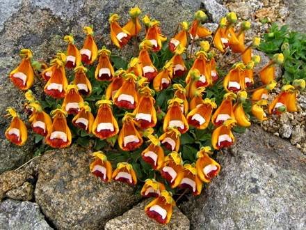 CalceolariaUniflora1
