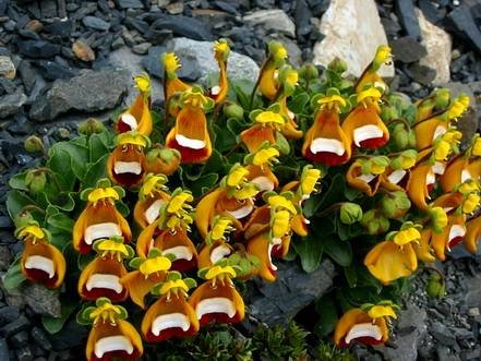CalceolariaUniflora2