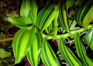 CallisiaFragransMelnickoff