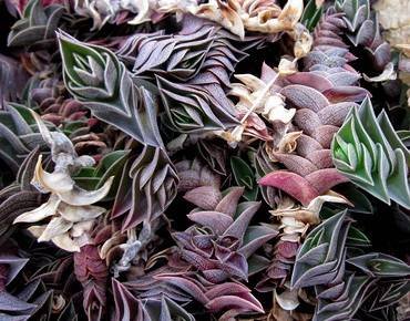 CallisiaNavicularis1