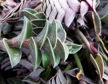 CallisiaNavicularis2