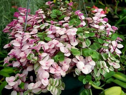 CallisiaRepensBianca