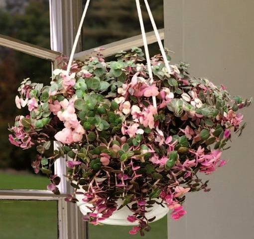 CallisiaRepensPinkLady