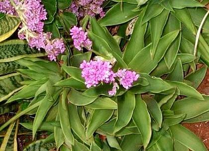 CallisiaTehuanttepecana1