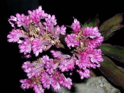 CallisiaWarszewicziana