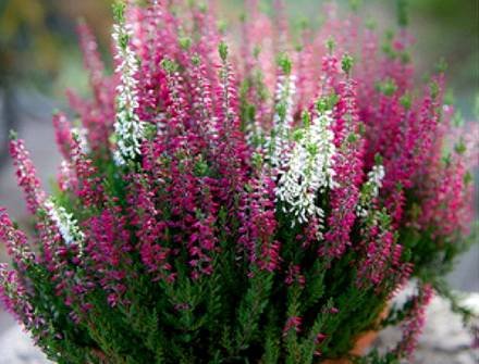 CallunaVulgaris