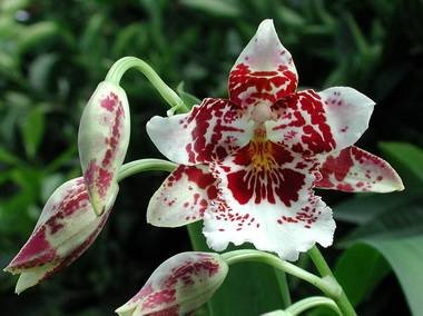 Cambria9