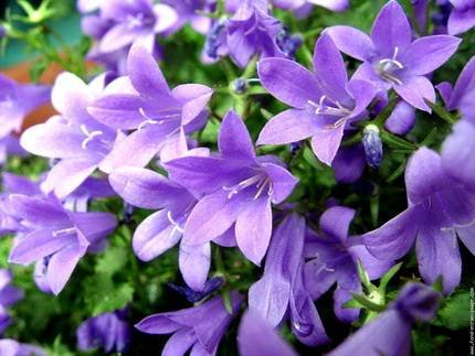 Campanula1