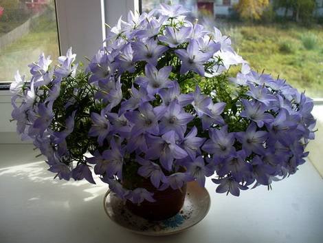 Campanula10