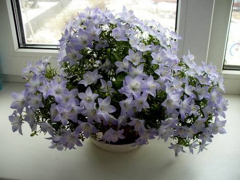 Campanula11