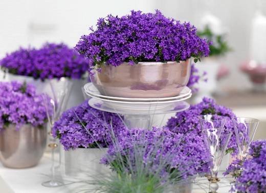 Campanula13