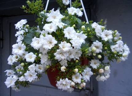 Campanula16