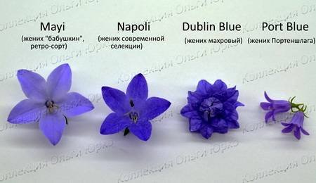 Campanula17