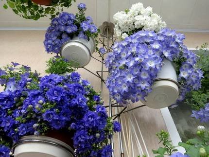 Campanula2