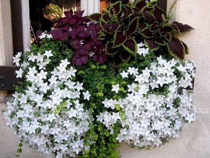 Campanula3