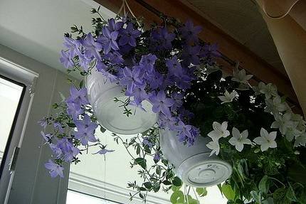 Campanula4