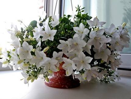Campanula5