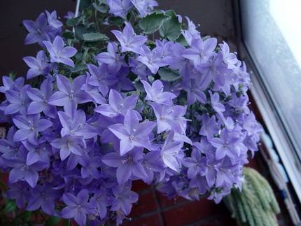 Campanula6