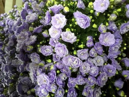 Campanula7