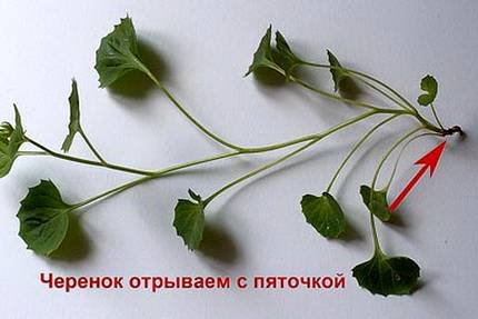 Campanula8