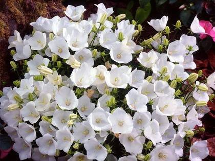 CampanulaAtlantaWhite