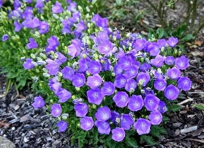 CampanulaCarpatica