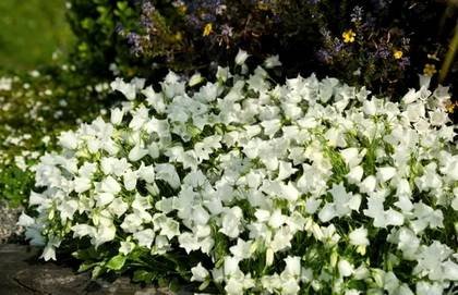 CampanulaCochleariifolia
