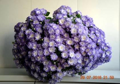 CampanulaDublinBicolor