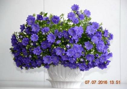 CampanulaDublinBlue
