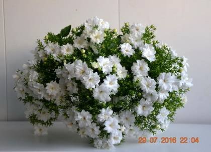 CampanulaDublinWhite