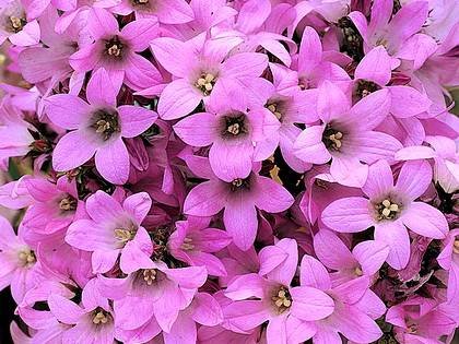 CampanulaDwarf