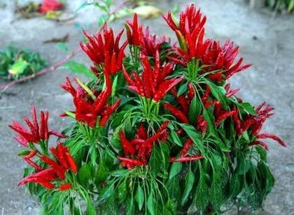 Capsicum RoosterSpur