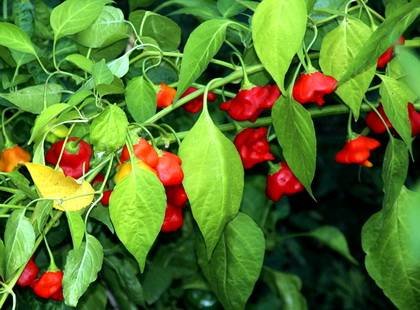 CapsicumBaccatum
