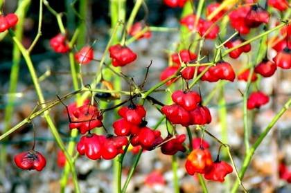 CapsicumBishopsCrown