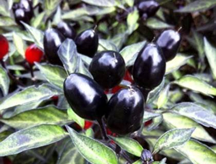 CapsicumBlackOlive