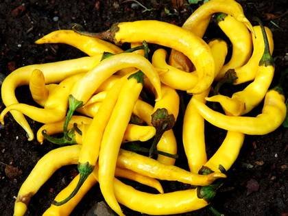 CapsicumCayenneYellow