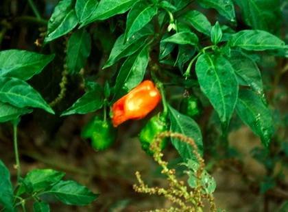 CapsicumChinense
