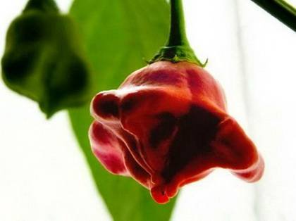 CapsicumChristmasBell