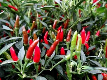 CapsicumDemonRed