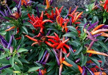 CapsicumFirecracker