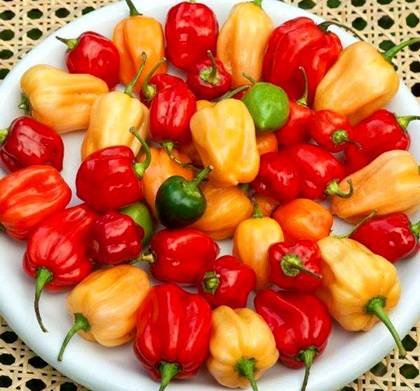 CapsicumHabanero