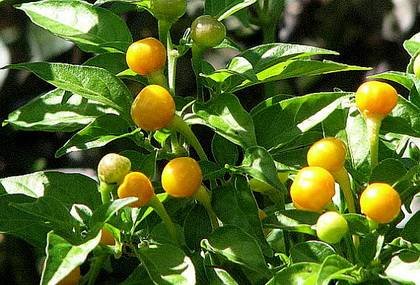 CapsicumQuintisho
