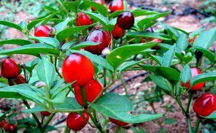 CapsicumRedCherry
