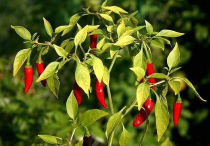 CapsicumThaiLittleRed