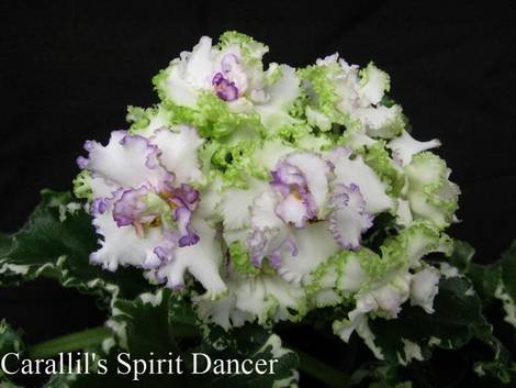 Carallil'sSpiritDancer1