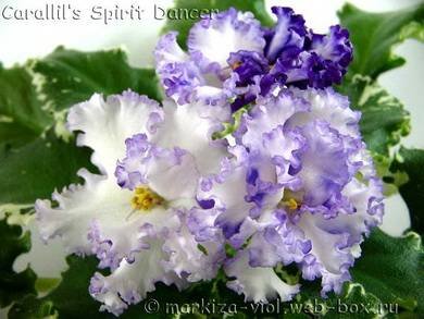 Carallil'sSpiritDancer4